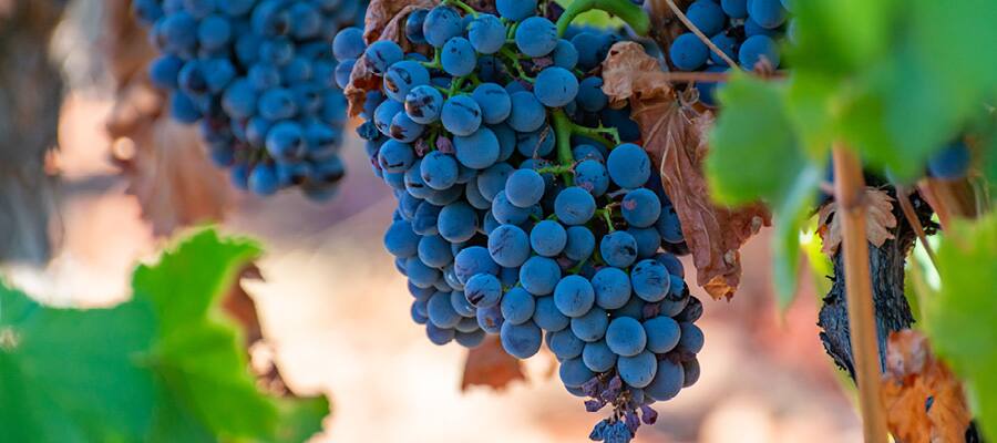 Grapes hanging from vine